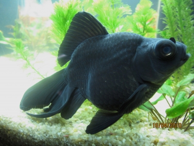Un aquarium feng shui