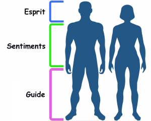 chi vertical corps humain