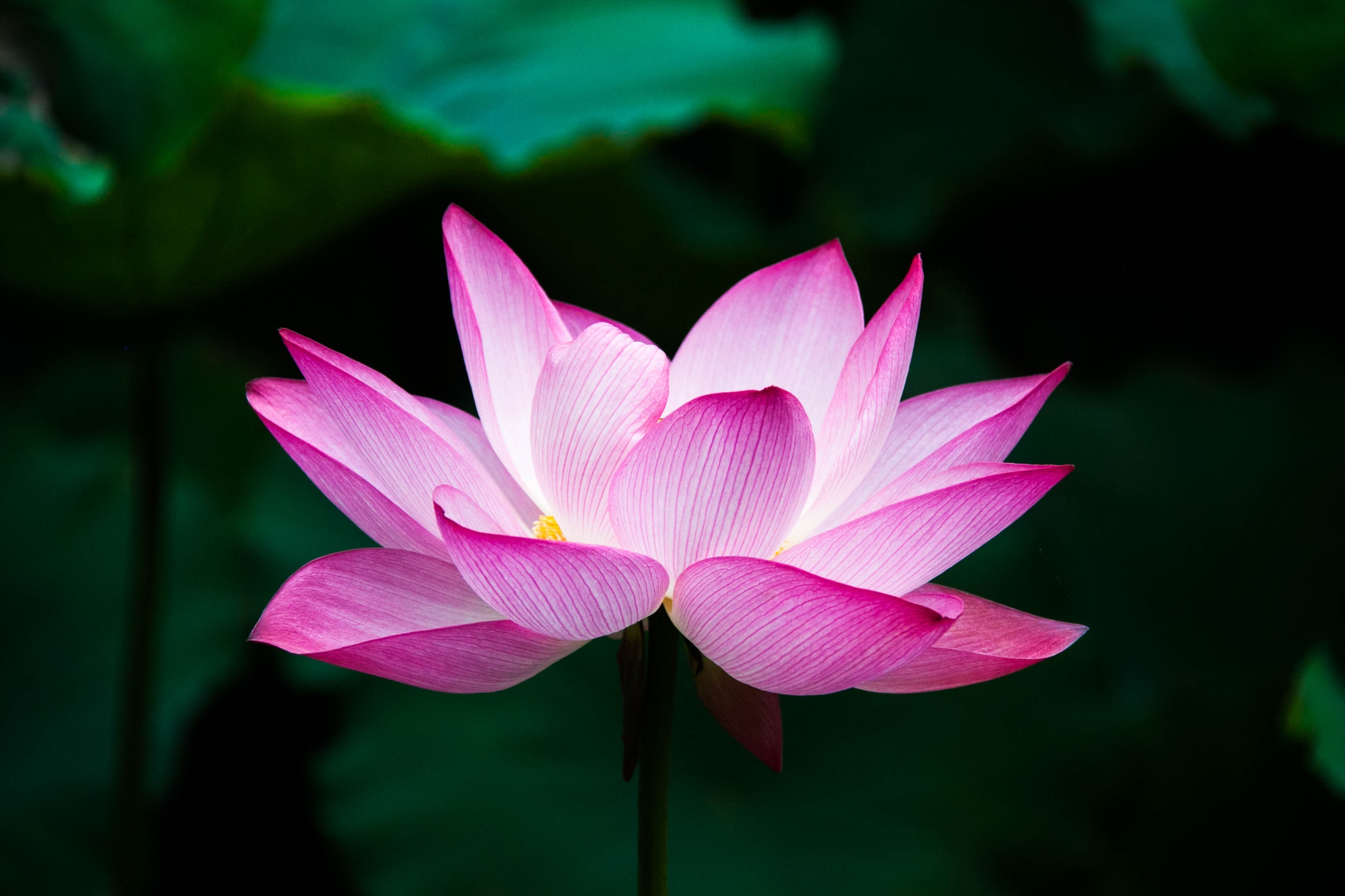 images feng shui - lefengshuifacile.com - Fleur de Lotus zen