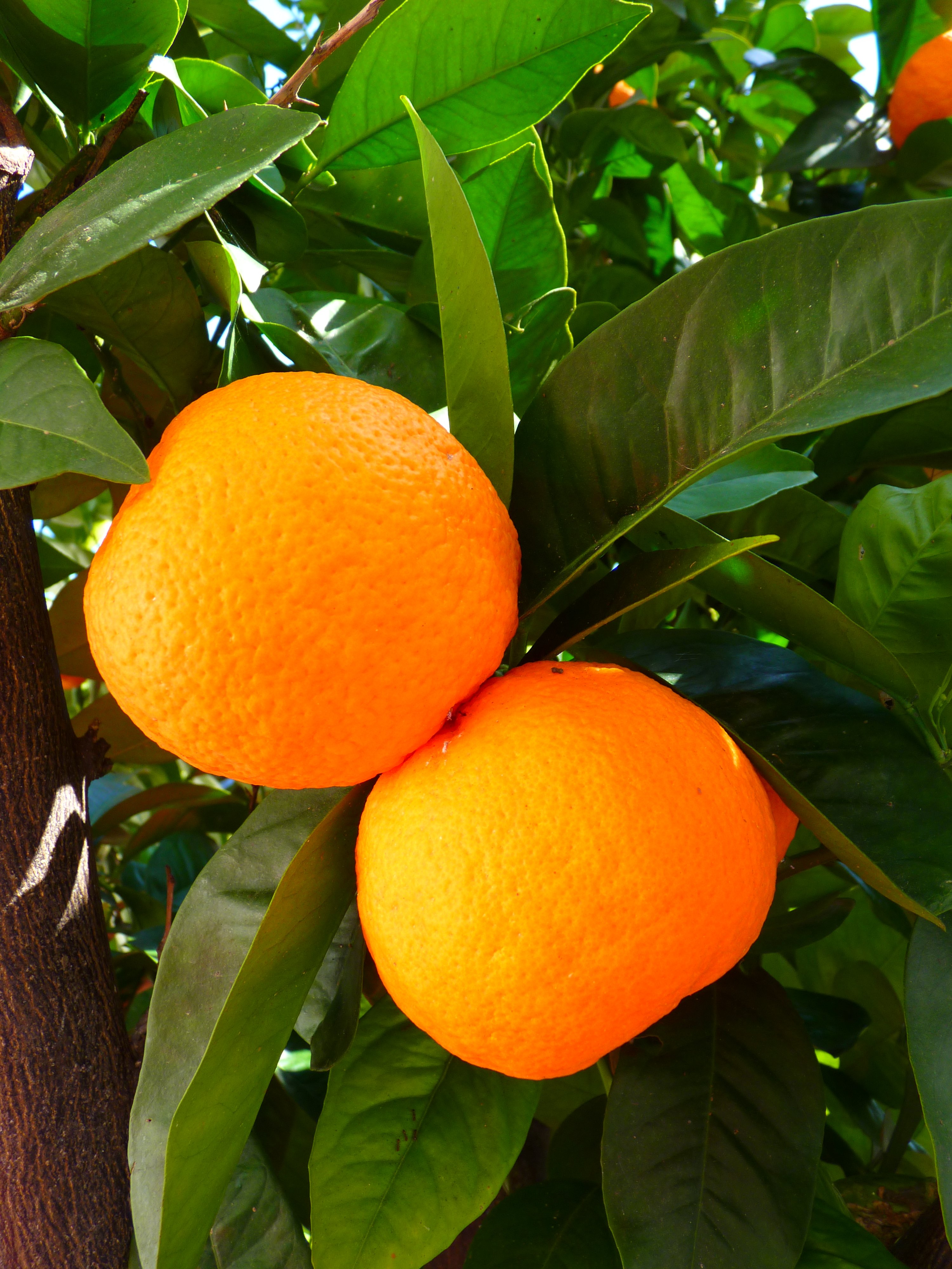 images feng shui - lefengshuifacile.com - oranges
