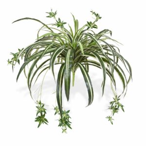 Chlorophytum en suspension, plante dépolluante robuste et équilibrante, diffusant une énergie joyeuse et fluide dans la maison.