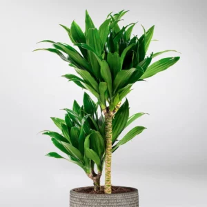 Dragonnier en pot, plante dépolluante tropicale purifiant l’air et stabilisant les énergies trop fortes selon le Feng Shui.