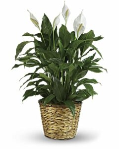 Spathiphyllum en pot, plante dépolluante appelée fleur de lune, purifiant l’air intérieur et favorisant la paix selon le Feng Shui.