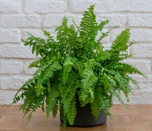 Fougère de Boston luxuriante, plante dépolluante idéale pour humidifier l’air et adoucir les énergies d’une pièce selon le Feng Shui.